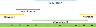 Integral Projection Models and Sustainable Forest Management of <mark class="highlighted">Agave</mark> inaequidens in Western Mexico